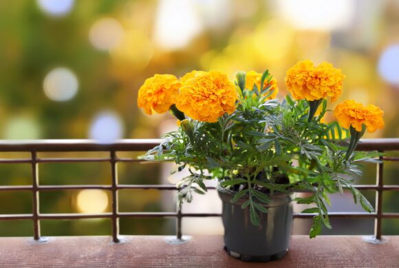 Auch Blumen haben ihr Geheimnis